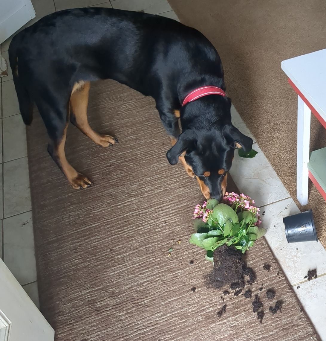 Dog
