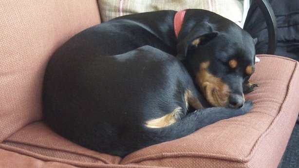 Dog